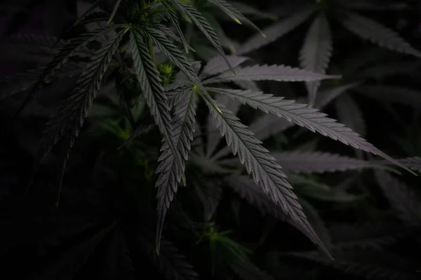 Buisson Cannabis Avec Des Feuilles Dans Image Fond Style Sombre — Photo