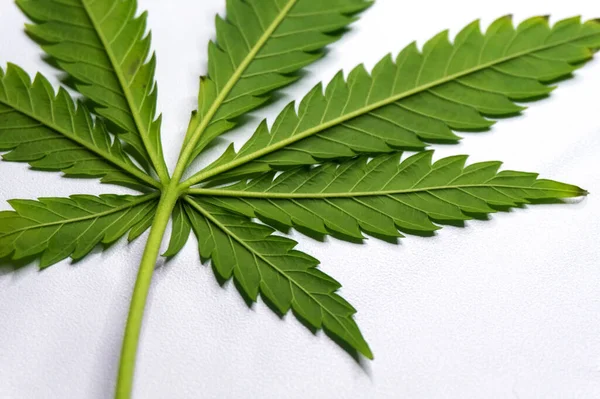 Folha Cannabis Verde Repousa Volta Uma Superfície Leve — Fotografia de Stock