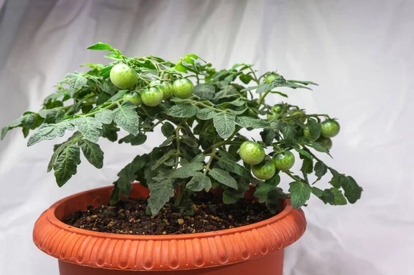 micro tomatoes for home cultivation in a pot on a light background