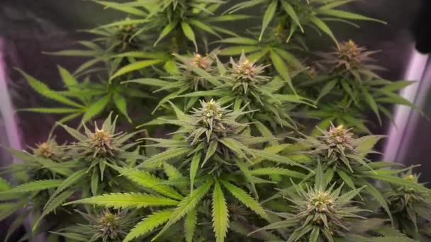 Reife Cannabis Knospe Weht Anbaukasten Wind — Stockvideo