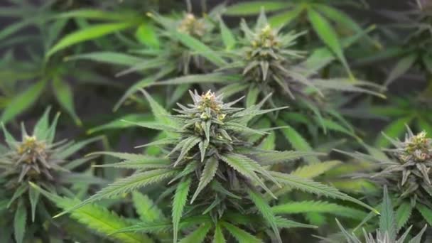 Ripe Cannabis Bud Blows Wind Grow Box — Stock Video