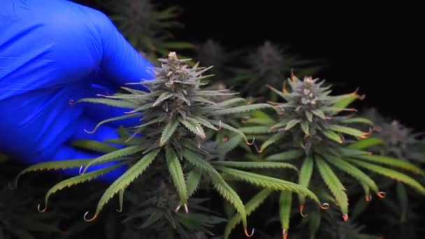 Mão Uma Luva Azul Verifica Botões Cannabis Maduros Fundo Preto — Vídeo de Stock