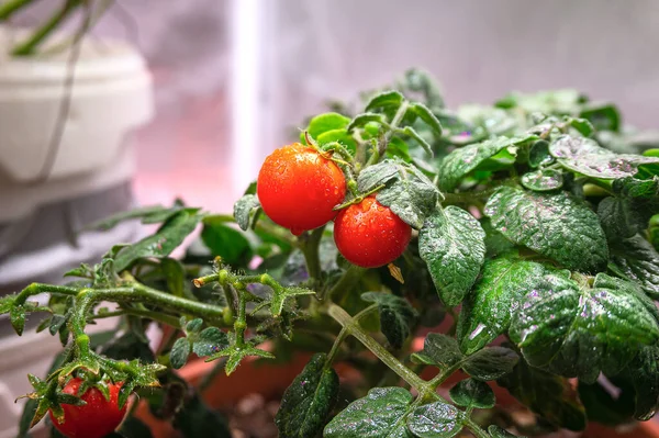 Pequenos Tomates Cereja Vermelhos Pote Casa Fotos De Bancos De Imagens