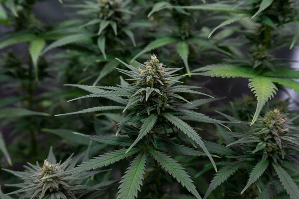 Reife Knospe Marihuana Mit Grünen Blättern Auf Einem Busch — Stockfoto