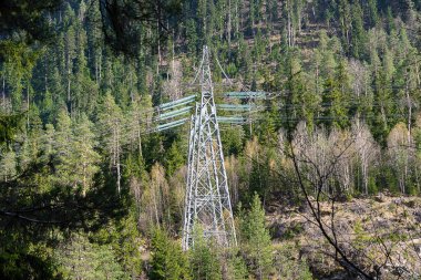 yüksek voltajlı elektrik hatları dağlardaki kozalaklı ağaçların yanında.