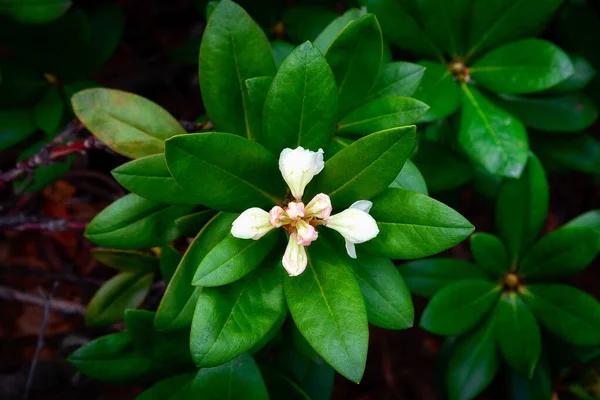 Καυκάσιο Ροδόδεντρο Μπουμπούκια Και Λουλούδια Και Φωτεινά Φρέσκα Φύλλα — Φωτογραφία Αρχείου