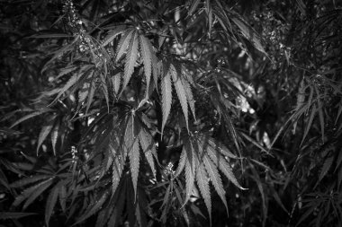 Kenevir çalılarının üzerindeki kenevir yapraklarının siyah beyaz görüntüsü