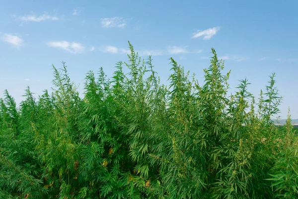 Arbustos Cannabis Crescem Sob Céu Azul Campo Fotos De Bancos De Imagens Sem Royalties