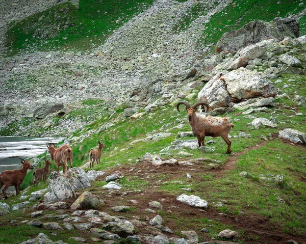 Famiglia Capre Montagna Tour Nelle Montagne Del Caucaso Vicino Lago — Foto Stock