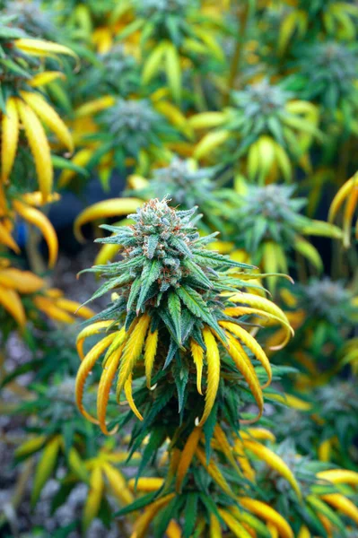 Botões Cannabis Arbusto Com Folhas Amarelas Prontas Para Colheita Imagens De Bancos De Imagens