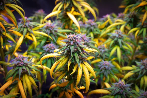 Botões Cannabis Arbusto Com Folhas Amarelas Prontas Para Colheita Fotos De Bancos De Imagens