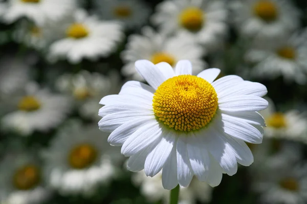White Spring Chamomile Flower Close Floral Beautiful Background Nature — Stock Photo, Image