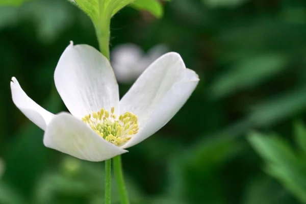 Fehér Tavaszi Virág Közeledik Virágos Gyönyörű Háttér Természet — Stock Fotó