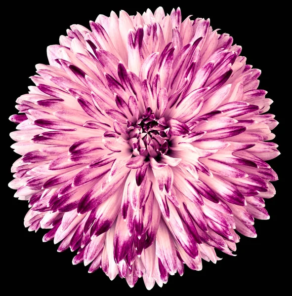pink flower  chrysanthemum on black  isolated background with clipping path. Closeup. For design. Nature.
