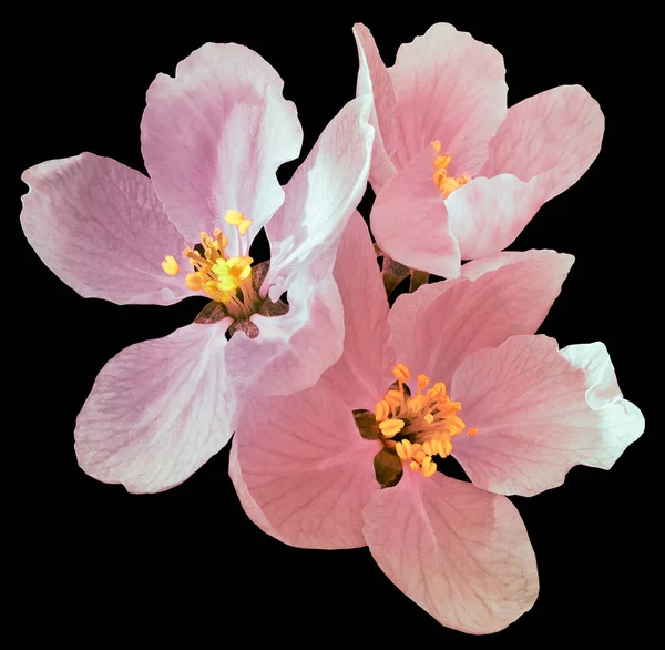 light pink flowers of apple tree.isolated on the black background with clipping path without shadows. Close-up. For design. Nature.