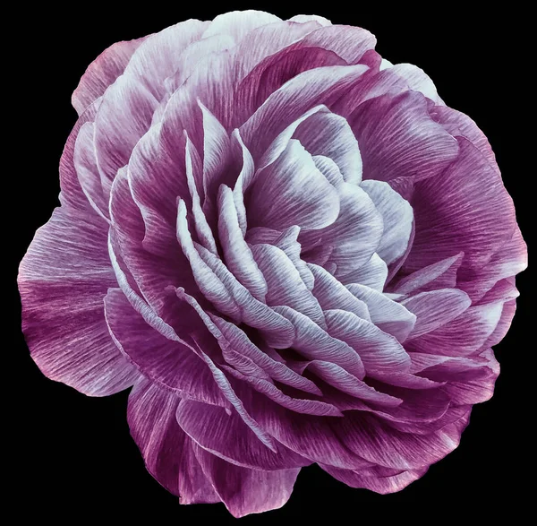 vintage rose flower purple. Flower isolated on  black  background. No shadows with clipping path. Close-up. Nature.
