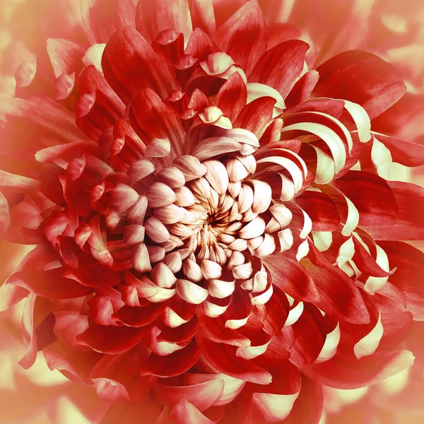 Red Chrysanthemum Floral Background Nature — стоковое фото