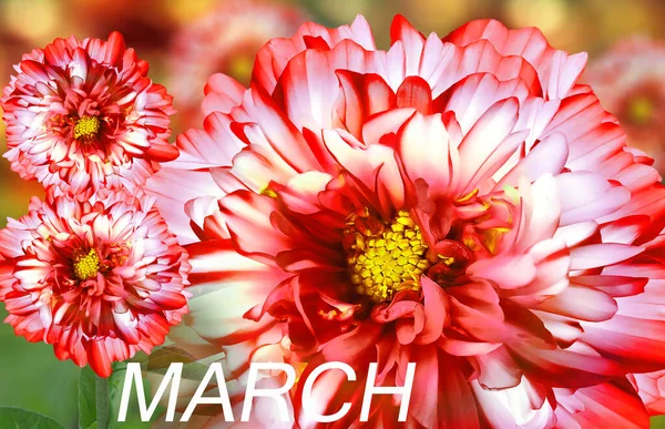 Röda Och Gula Blommor Och Växter Vårens Bakgrund Stort Kort — Stockfoto