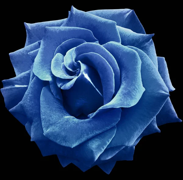 blue  rose flower  on black  isolated background with clipping path. Closeup. For design. Nature.