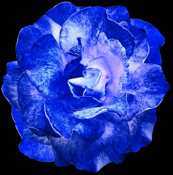 Blue rose flower  on black isolated background with clipping path. Closeup. For design. Nature.