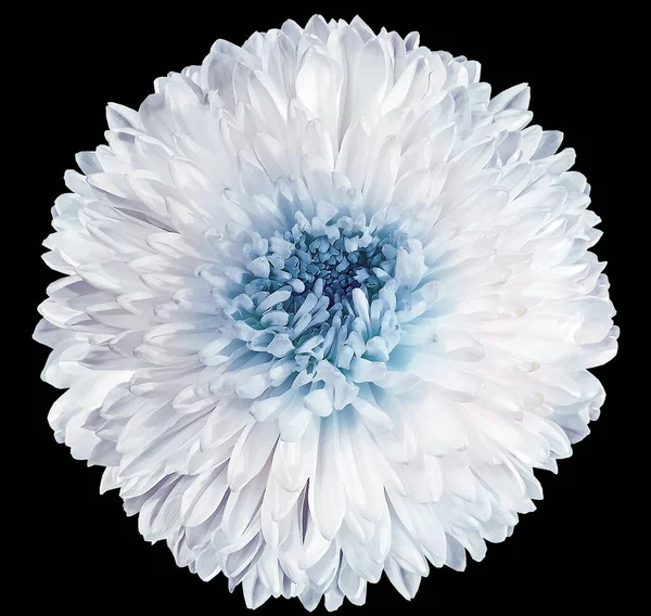 White-blue  chrysanthemum.  Flower on black  isolated background with clipping path.  For design.  Closeup.  Nature.