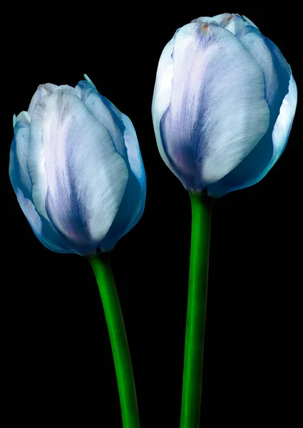 Blue  tulips flowers  on black isolated background with clipping path. Closeup. For design. Nature.