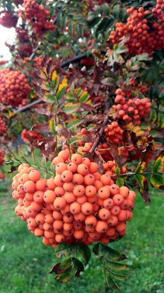 Red, orange rowan berries close-up against foliage — Stock Photo, Image