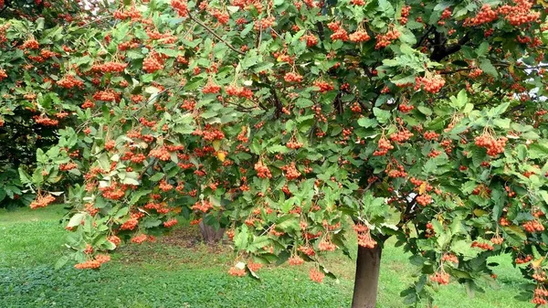 Rote, orangefarbene Vogelbeeren auf einem Baum gegen Laub — Stockfoto