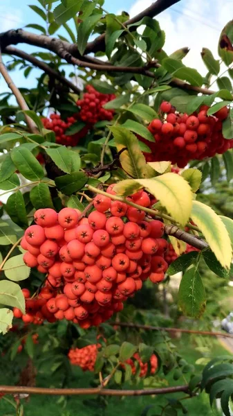 Red, orange rowan berries close-up against foliage — Stock Photo, Image