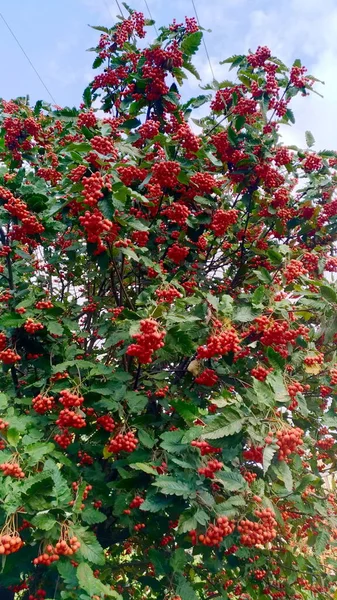 나뭇잎에 기대어 나무에 앉아 있는 붉은 주황 열매 — 스톡 사진