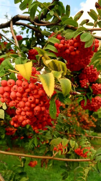 Rote, orangefarbene Vogelbeeren hautnah gegen Laub — Stockfoto