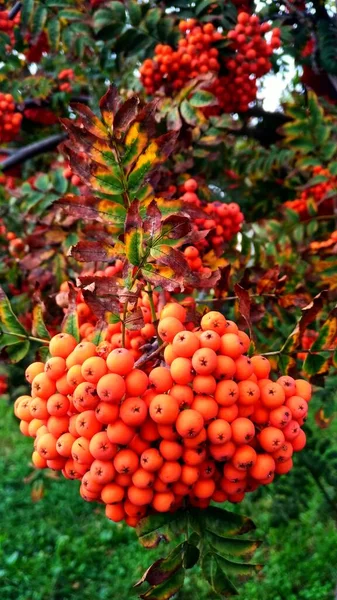 Red, orange rowan berries close-up against foliage — Stock Photo, Image