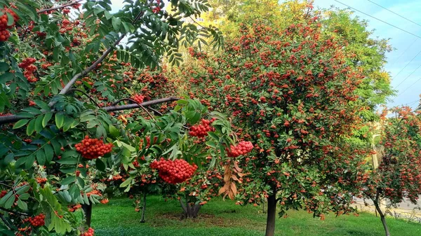 Red orange rowan berries on a tree against foliage — Stock Photo, Image