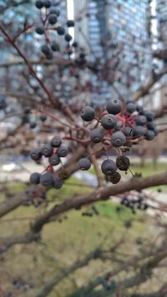 Welke Beeren am Baum in der Stadt — Stockfoto