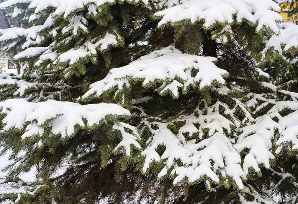 Épinette verte décorative couverte de neige à l'extérieur, gros plan hivernal — Photo