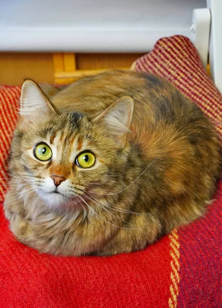 Długowłosy kot siedzi na kratę, widok z bliska — Zdjęcie stockowe