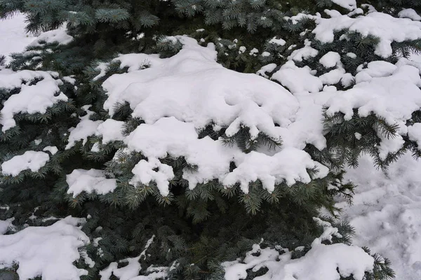Karla kaplı dekoratif yeşil çam ağacı açık havada, kış yakın plan. — Stok fotoğraf