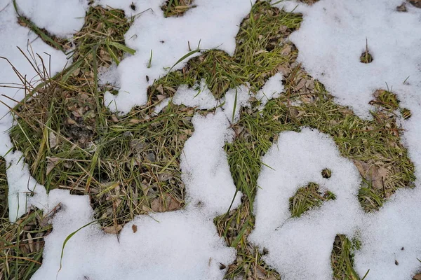 Groen gras gepoederd met sneeuw, bovenaanzicht — Stockfoto