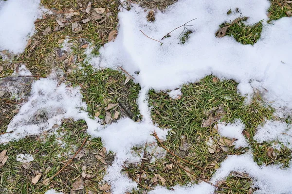 Herbe verte poudré de neige, vue de dessus — Photo