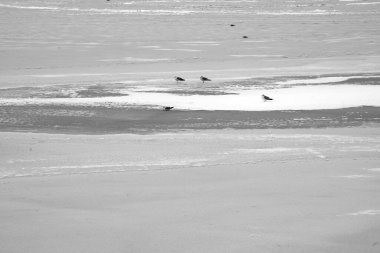 Kuşlar donmuş bir nehirde kışı geçirirler.