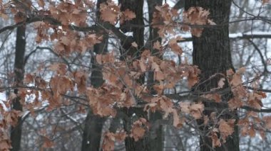 Kışın ağaçlar - yapraksız dallar karlara karşı