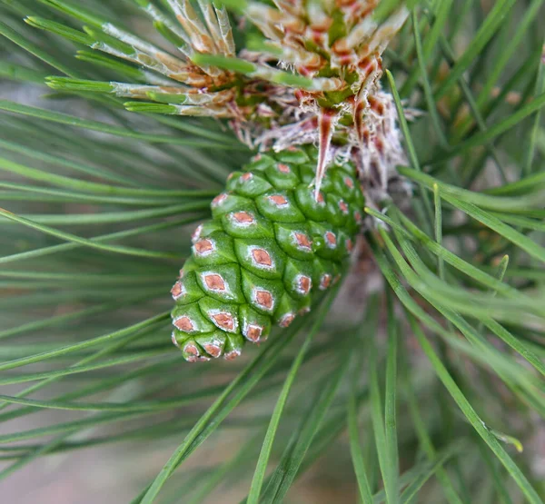 Cone de pinho verde close-up no ramo com agulhas longas, colheita retangular — Fotografia de Stock