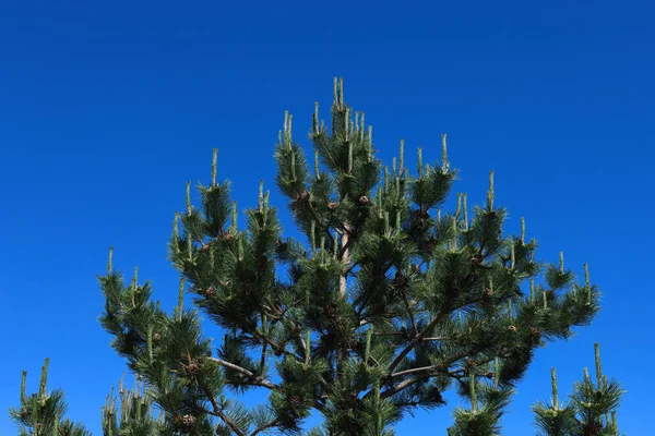 Topo de pinho com brotos jovens contra o céu — Fotografia de Stock