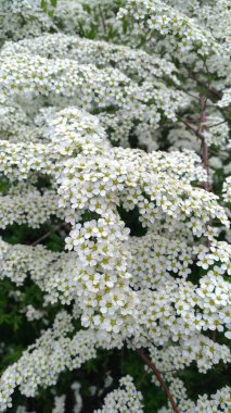 Alyssum fabrikası yaklaşıyor, Cabbageidae ailesi.