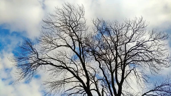 雲のある空を背景に裸の枝を持つ木 — ストック写真