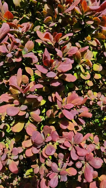 Украшенный куст с розовыми листьями, загорающими вблизи. — стоковое фото