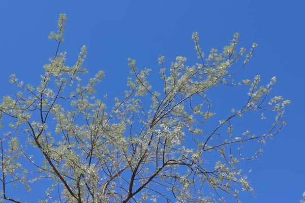 Tree with sunburnt leaves growing in the desert — Stock Photo, Image