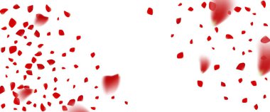 Beyaz arka planda gül konfetisi. Ped çiçekleri çiçek açar. Romantik yaratıcı kompozisyon. Aşk konsepti.