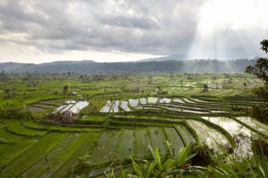Sabah vakti vadide pirinç tarlaları. Bali adası