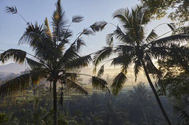 Pirinç tarlaları şafakta, Endonezya 'da. Sabah vakti palmiye ağaçlarıyla kaplı bir manzara. Bali 'de gün doğumu.